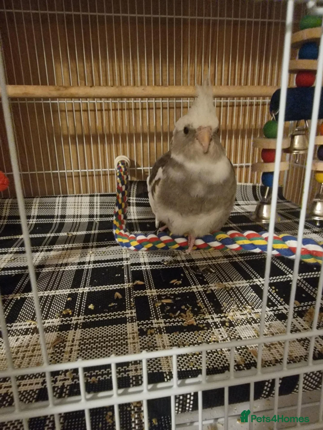 Cockatiels birds for sale: Whiteface cute cocktail  in London - Advert 1