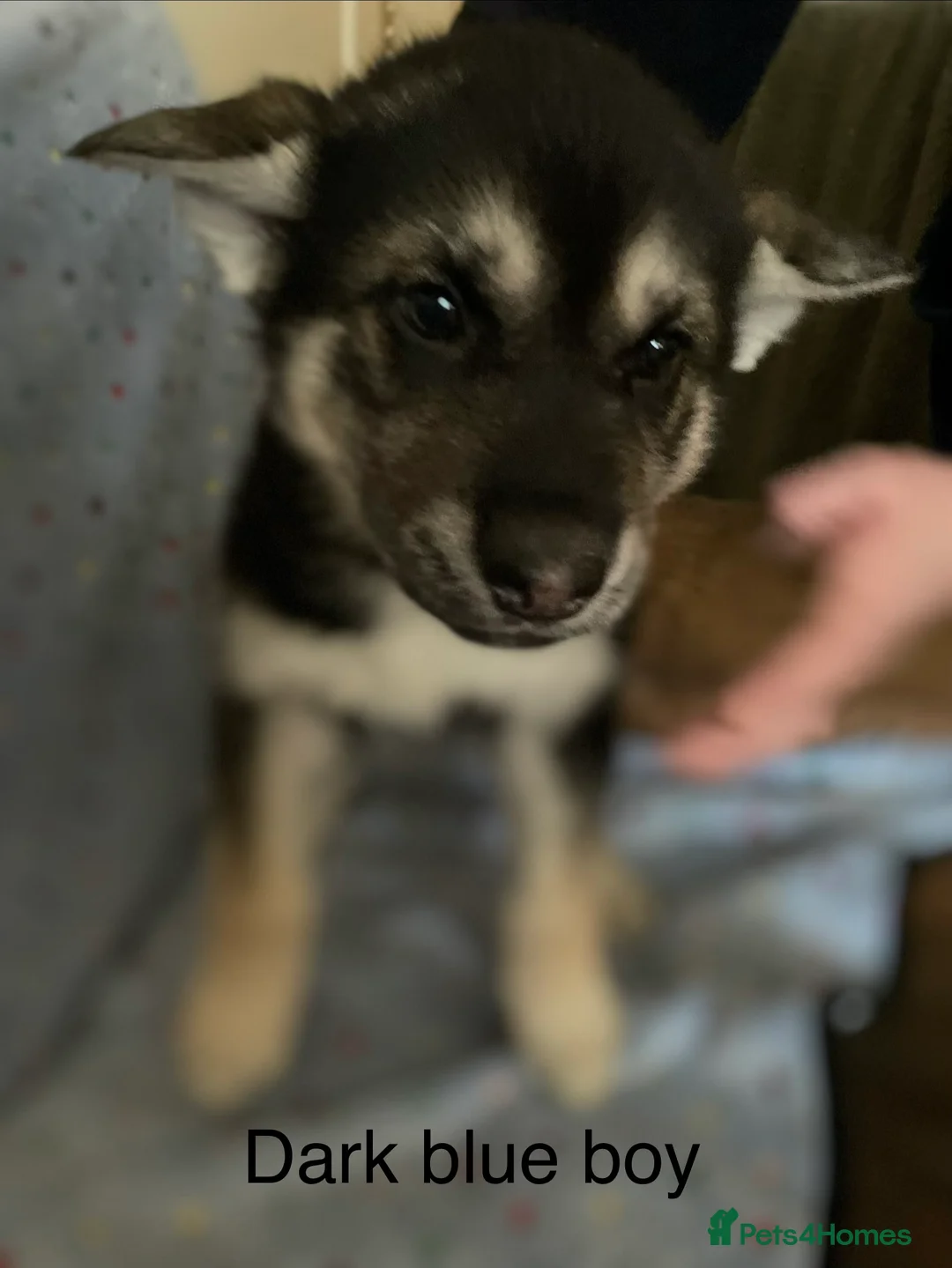 Shepsky dogs for sale: Shepsky babies READY NEXT WEEK  - Advert 5