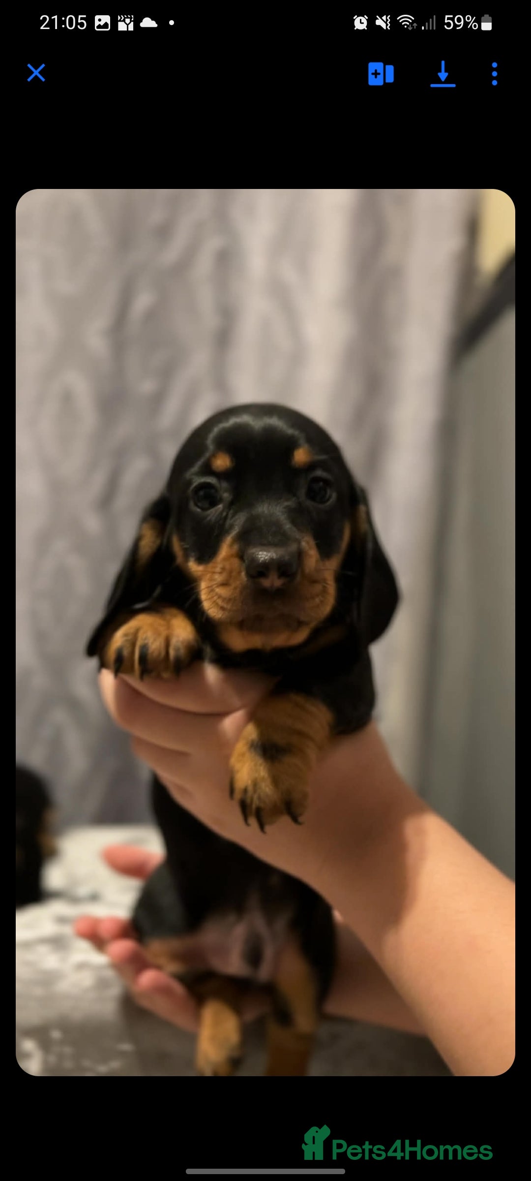 Miniature Dachshund dogs Miniature Dachshund  - Advert 5