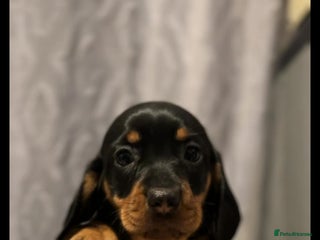 Miniature Dachshund dogs Miniature Dachshund - Advert 5