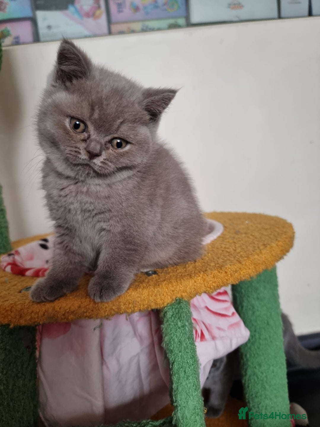 British Shorthair cats for sale: Lilac Blue Female British Shorthair GCCF Pedigree - Advert 5