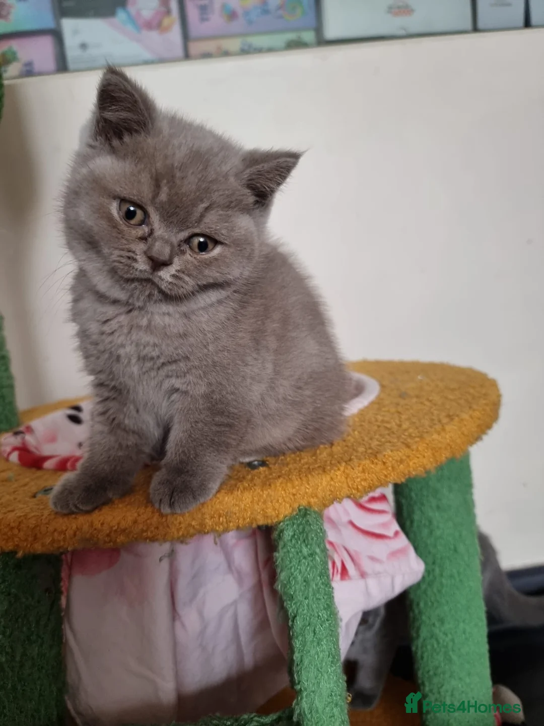 British Shorthair cats for sale: Lilac Blue Female British Shorthair GCCF Pedigree - Advert 5