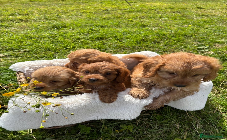 Cockapoo dogs - Advert 2
