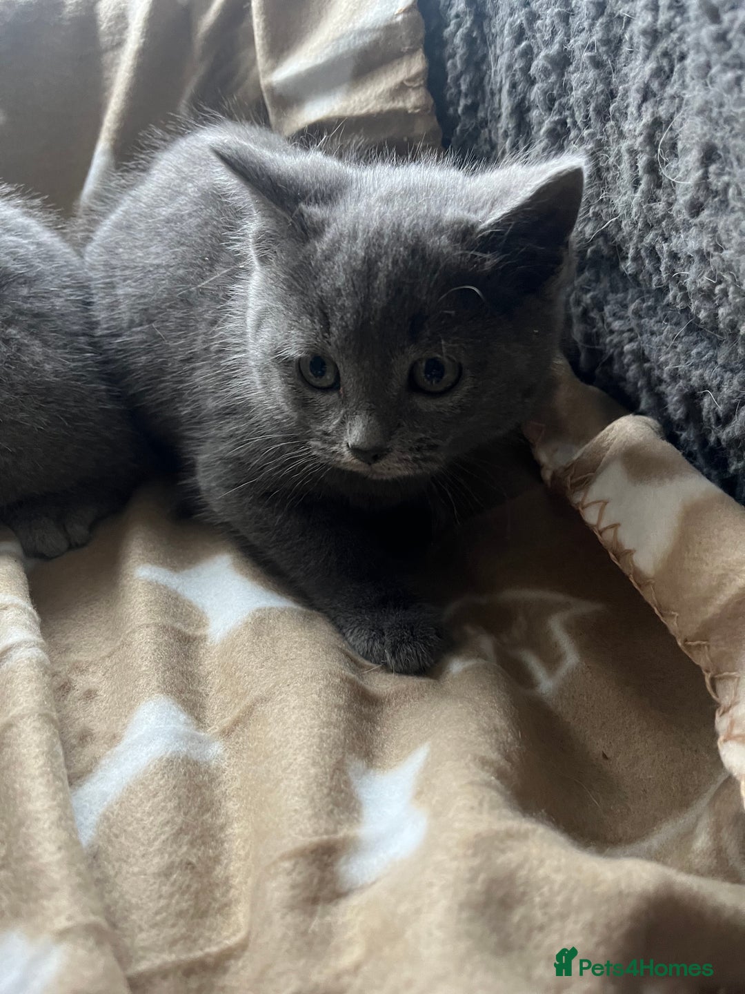 Russian Blue cats for sale: Stunning Russian blue cross kittens  - Advert 2