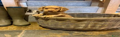 Cocker Spaniel 1