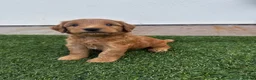 Mixed Breed dogs for sale: Mini Goldendoodle - Advert 9