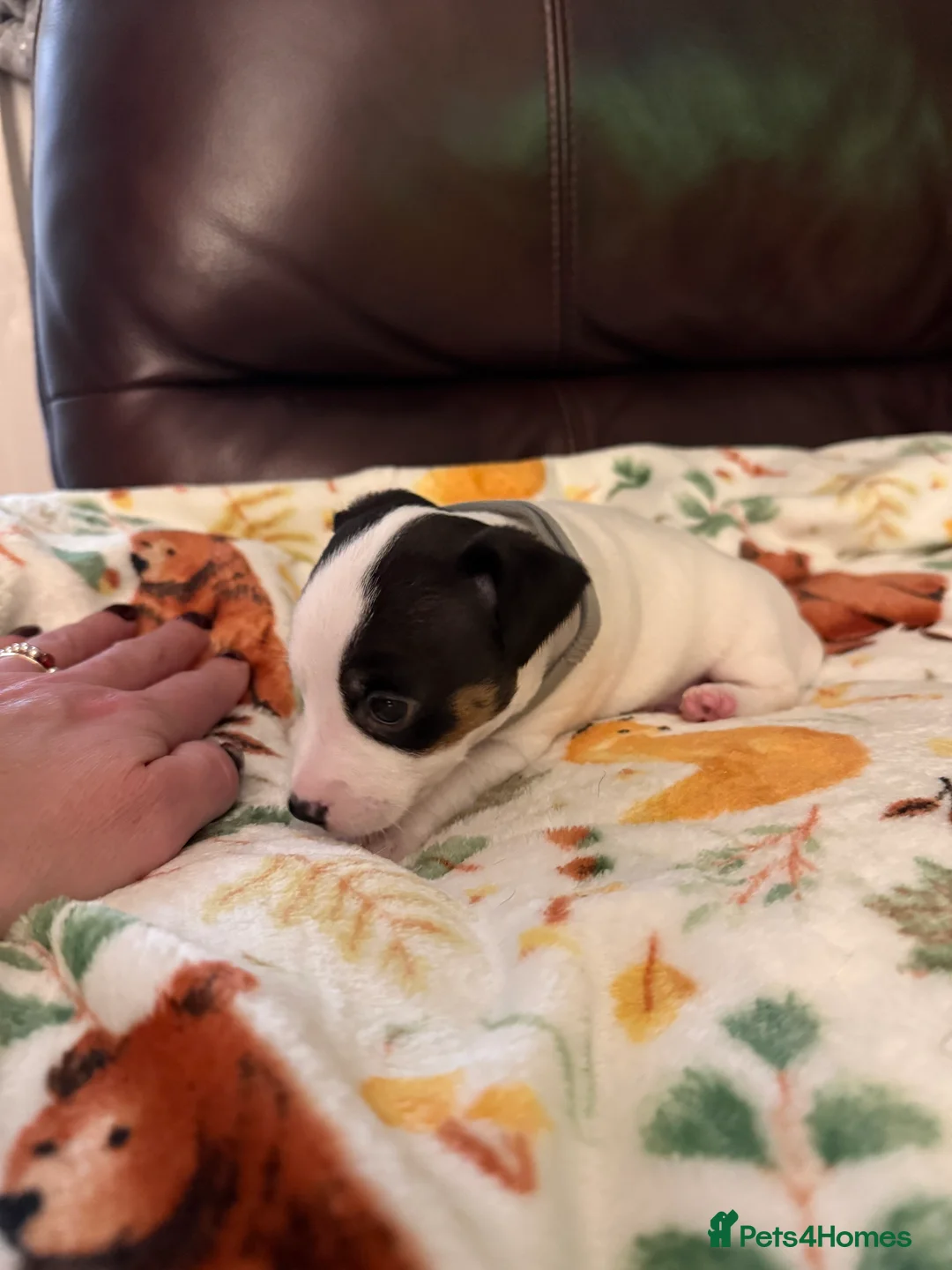 Jack Russell dogs for sale: Jack Russell Pups - Advert 21