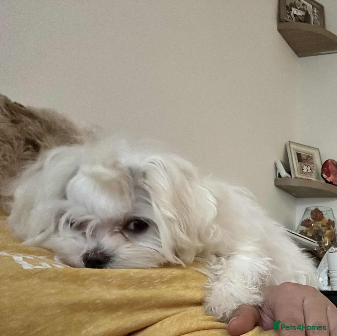 Maltese dogs for sale: Ready to go home Maltese with a doll's face in Glasgow - Image 30