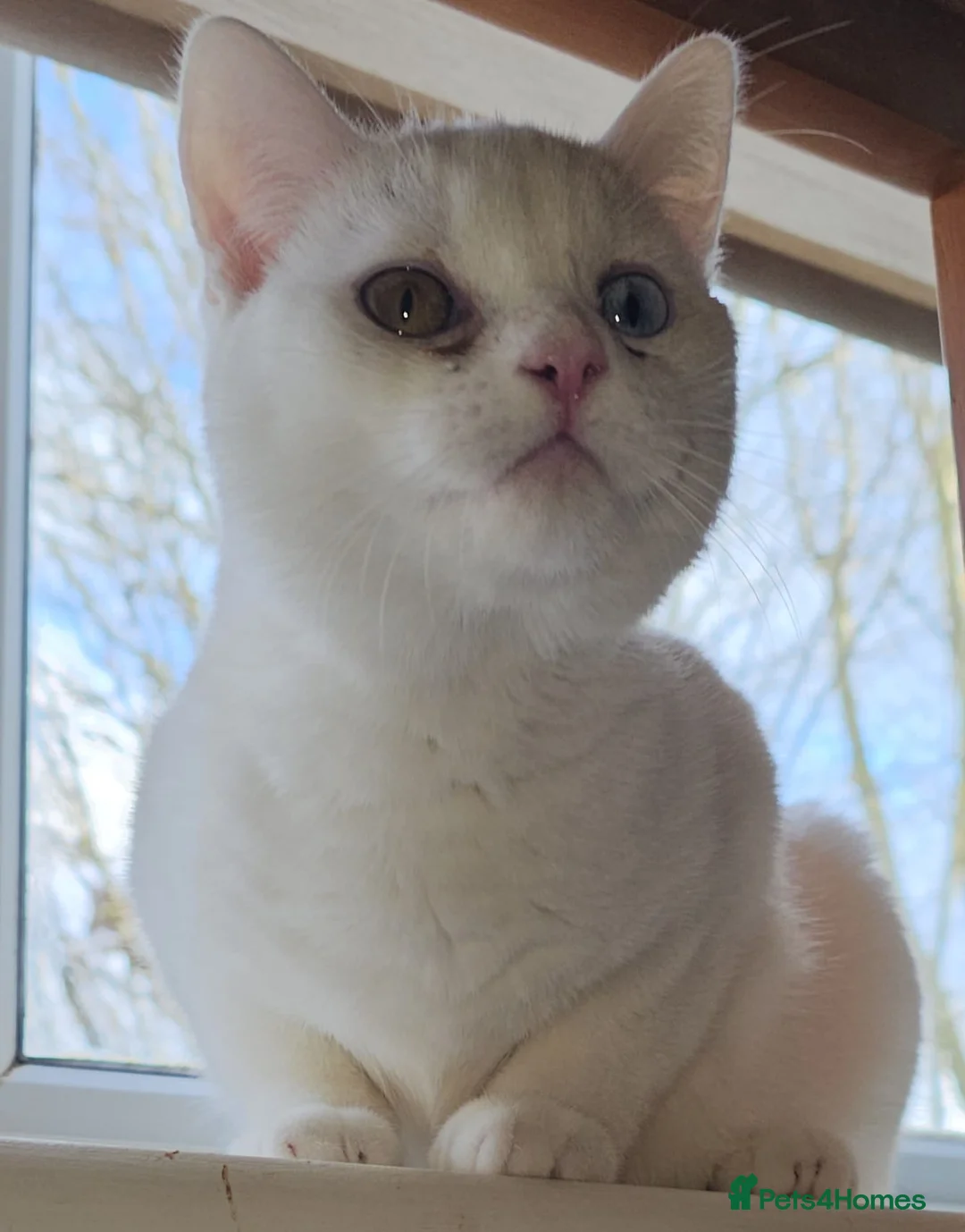 Mixed Breed cats for adoption: Special Nova needs a special indoor home - Advert 6