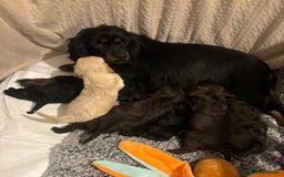 Cavapoo dogs for sale: 🐶 F1 CAVAPOO PUPPIES HEALTH TESTED PARENTS 🐶 - Advert 9