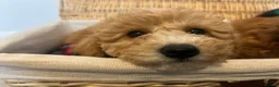 Toy Poodle dogs for sale: Outstanding KC Toy Poodles - READY NOW - Advert 6