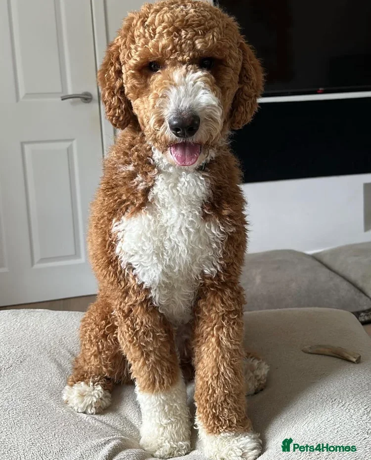 Mini Goldendoodle dogs DUE 🐾 HEALTH TESTED Goldendoodles / doubledoodles - Advert 2