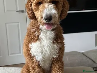 Mini Goldendoodle dogs DUE 🐾 HEALTH TESTED Goldendoodles / doubledoodles - Advert 2