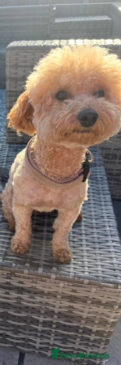 Yorkiepoo dogs F2b yorkipoo puppies - Advert 1