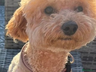 Yorkiepoo dogs F2b yorkipoo puppies - Advert 3