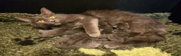 Maine Coon cats for sale: Blue Maine coon 1 male 1 female ready to go - Advert 5