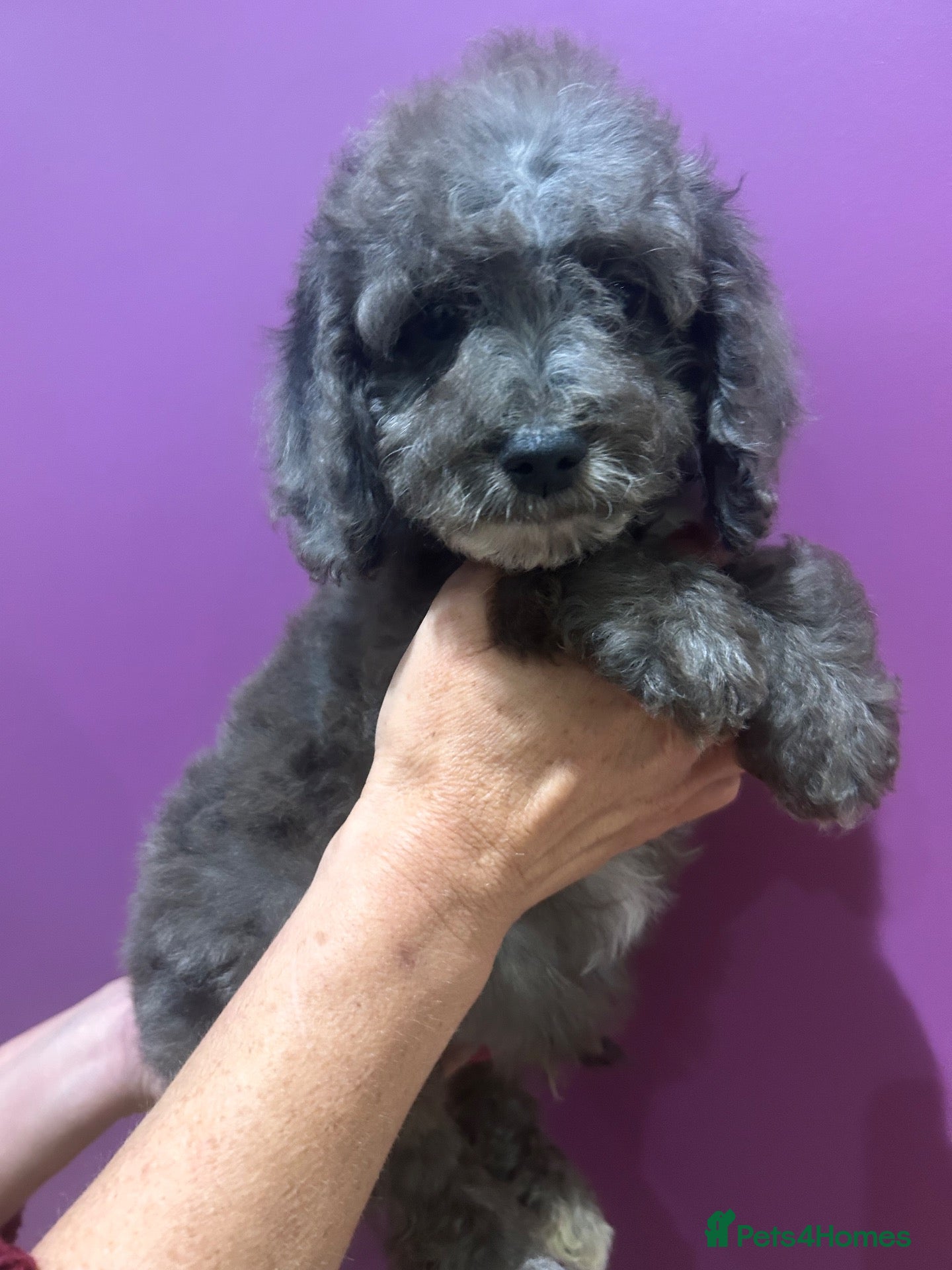 Cockapoo dogs Ready now - Gorgeous cockapoo pups!! - Advert 5