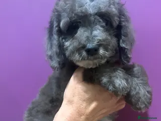 Cockapoo dogs Ready now - Gorgeous cockapoo pups!! - Advert 2