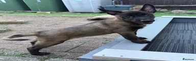 Belgian Shepherd Dog 6