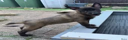 Belgian Shepherd Dog dogs for sale: The first and last litter from Rebel in Prenton - Advert 2