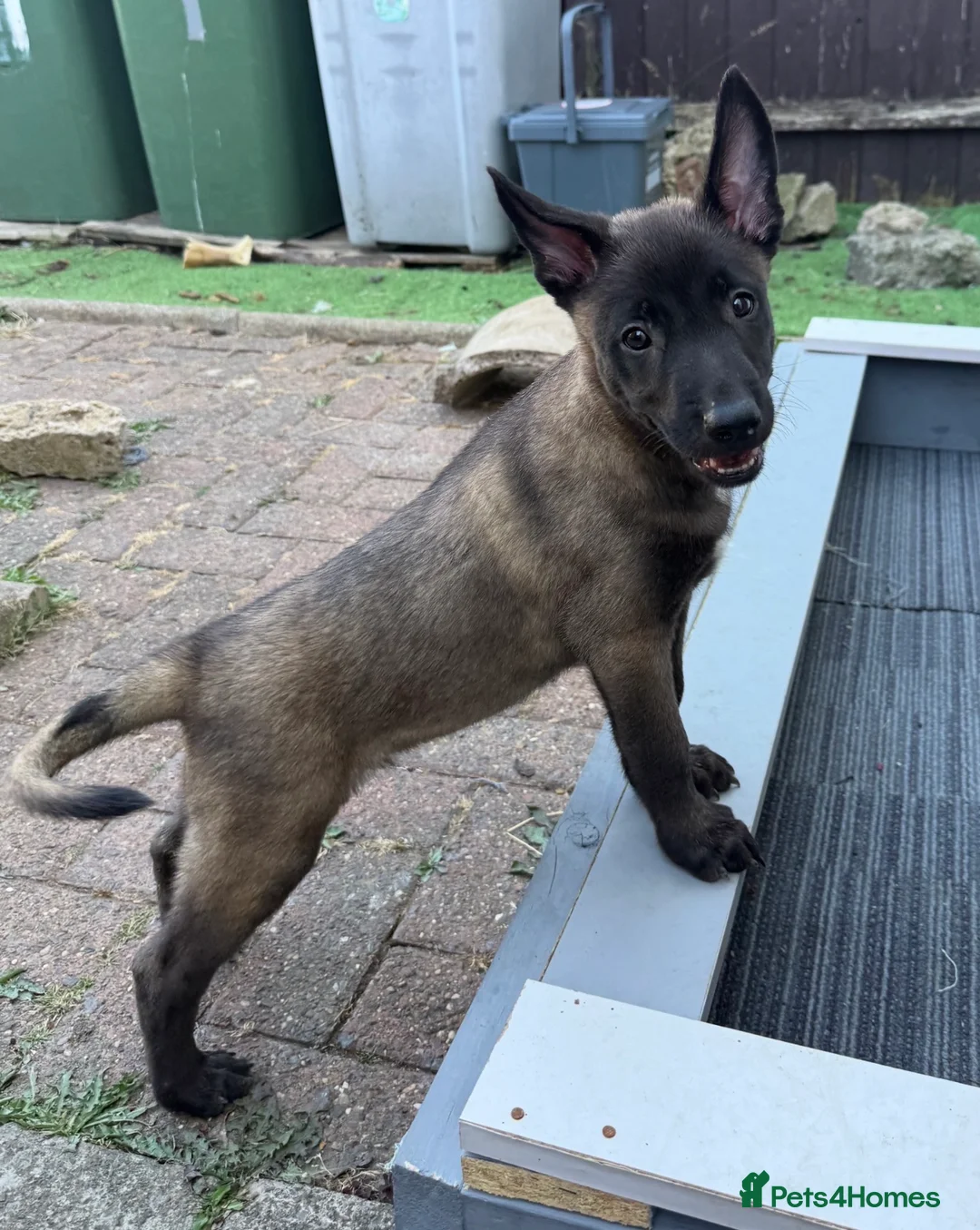 Belgian Shepherd Dog dogs for sale: The first and last litter from Rebel in Prenton - Advert 2