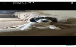 Mixed Breed dogs for sale: Bear Cocker spaniel x jack Russell 1 year - Image 2