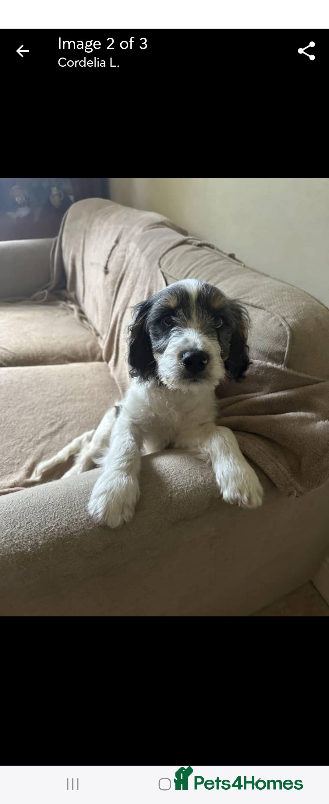 Mixed Breed dogs for sale: Bear Cocker spaniel x jack Russell 1 year - Image 2