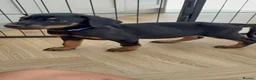 Dobermann dogs for sale: ⭐ READY NOW ⭐ 1 LEFT!! Doberman Puppies for sale  - Advert 2