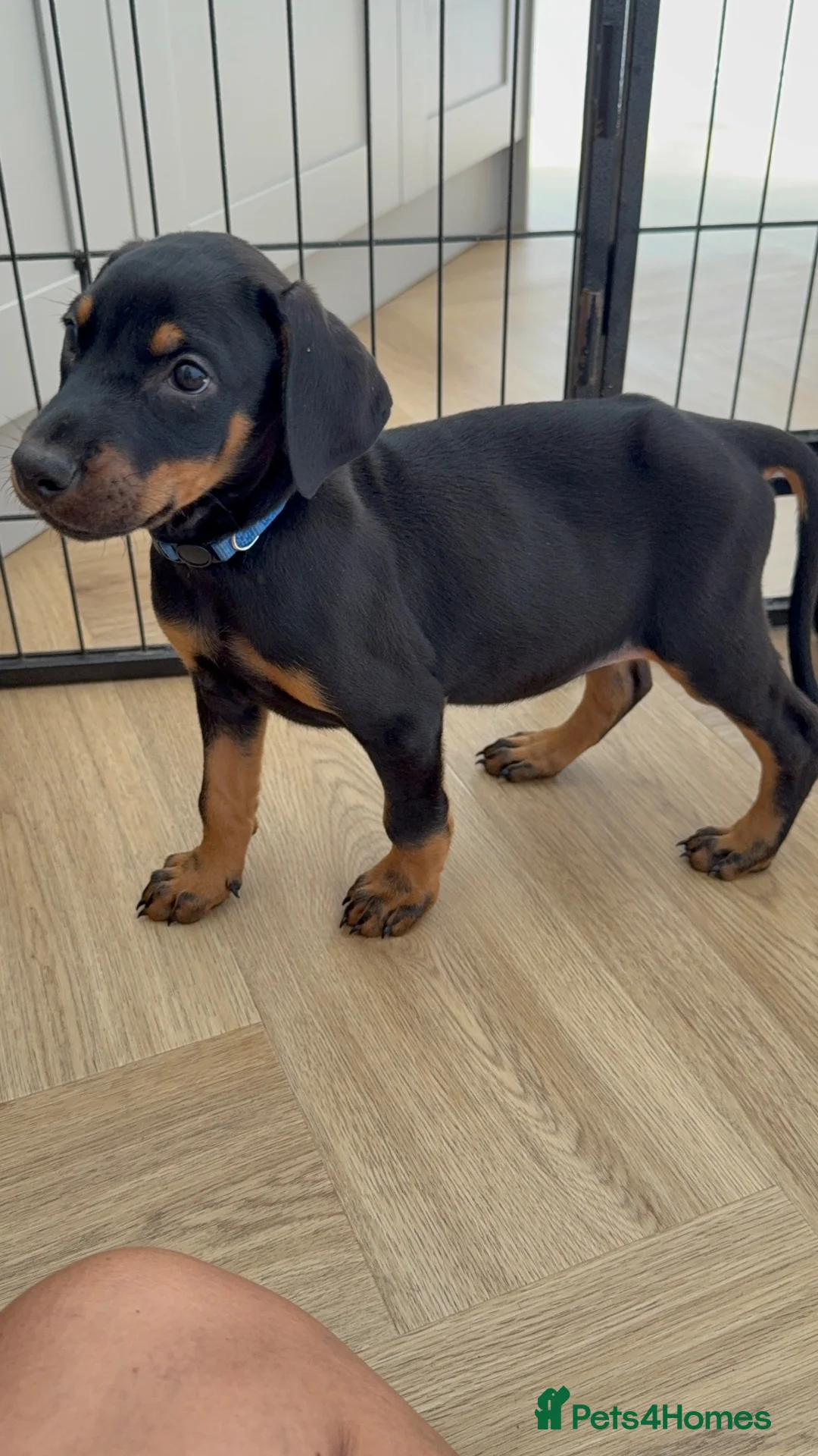 Dobermann dogs for sale: ⭐ READY NOW ⭐ 1 LEFT!! Doberman Puppies for sale  - Advert 2