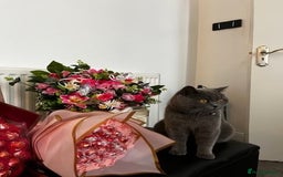 British Shorthair cats for sale: British short hair  - Image 2