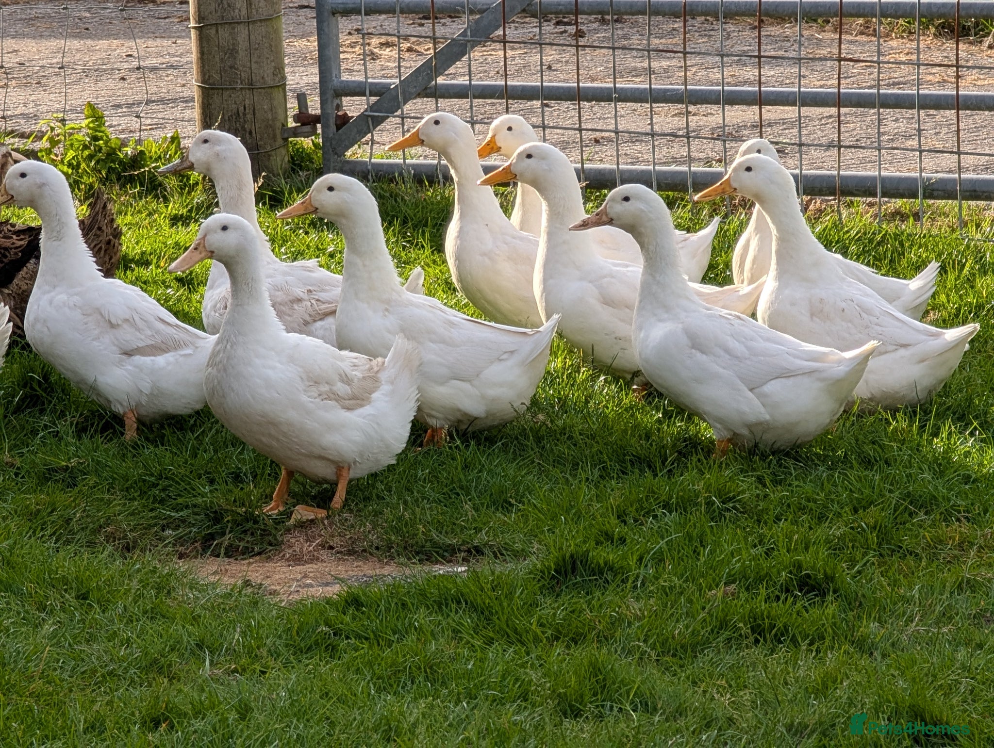 Ducks poultry White laying ducks - Advert 2