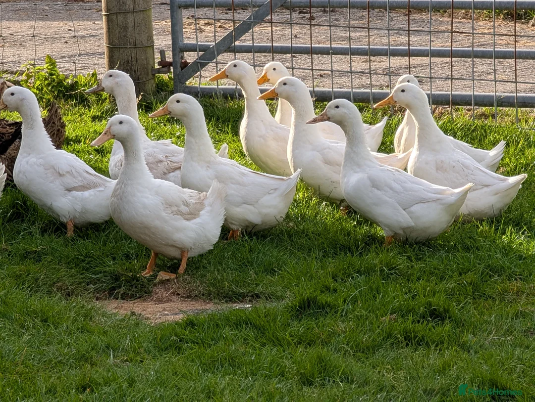 Ducks poultry for sale: White laying ducks - Advert 1
