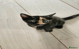 Mixed Breed cats for sale: 4 adorable kittens | ragdoll mix - Image 7