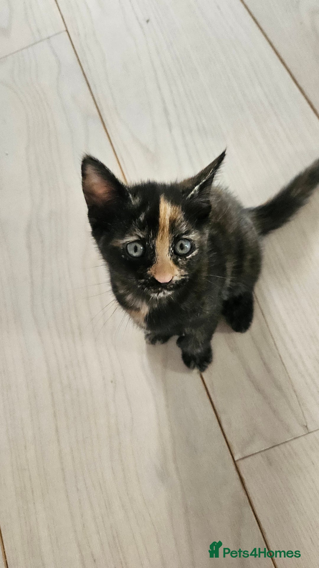 Mixed Breed cats for sale: 4 adorable kittens | ragdoll mix - Image 7