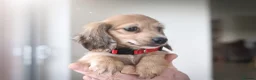 Miniature Dachshund dogs for sale: Dachshund miniature longhaired - Advert 2