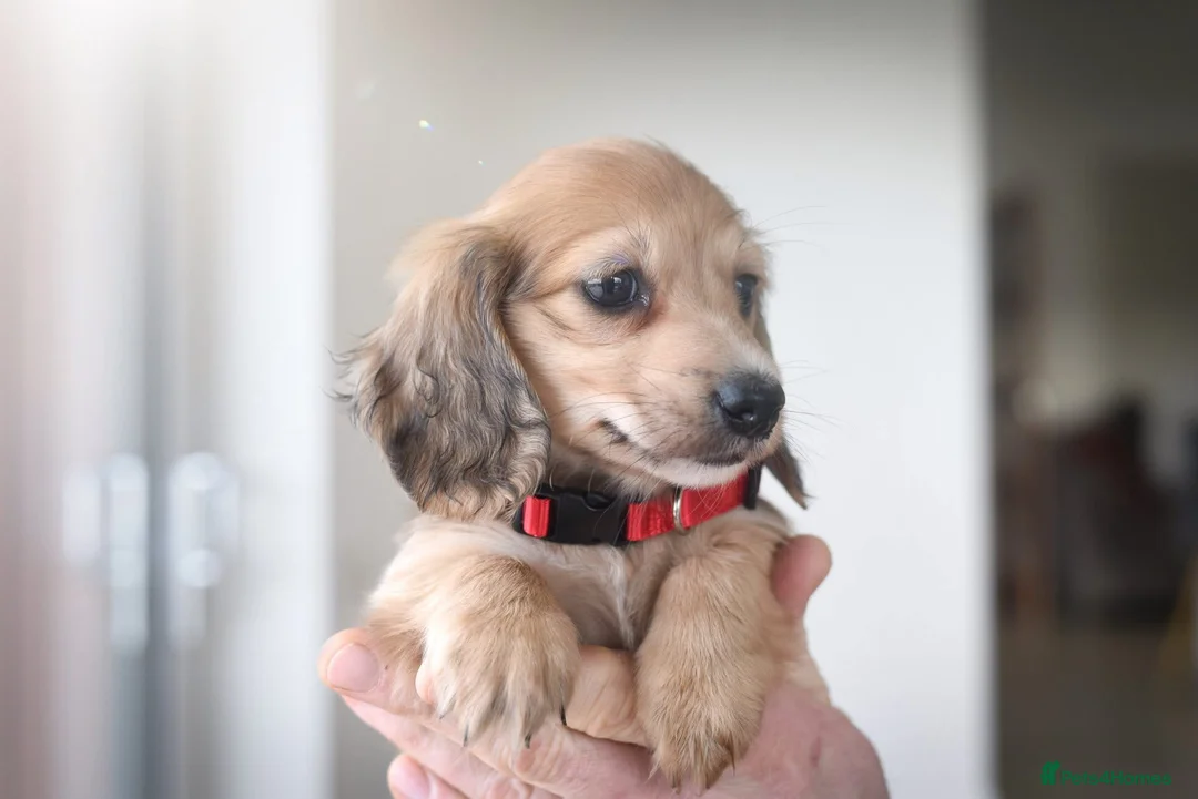 Miniature Dachshund dogs for sale: Dachshund miniature longhaired - Advert 2