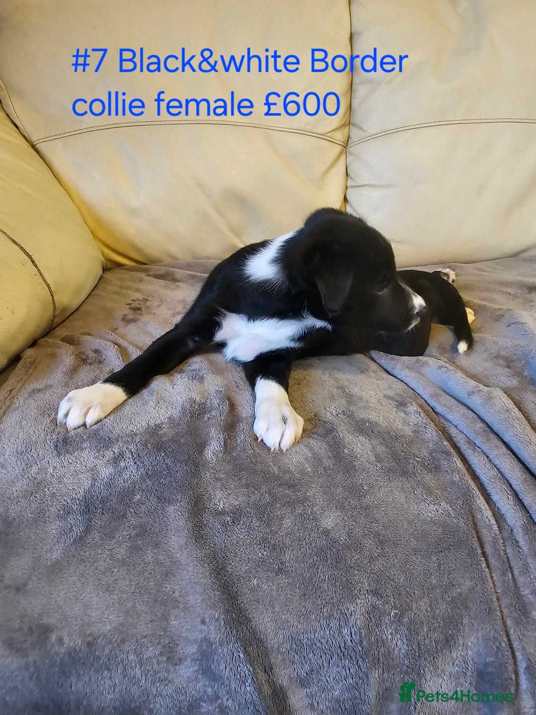 Border Collie dogs for sale: Blue merle&black&white puppies for sale  - Advert 26