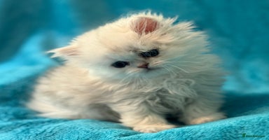 Persian cats - Advert 4