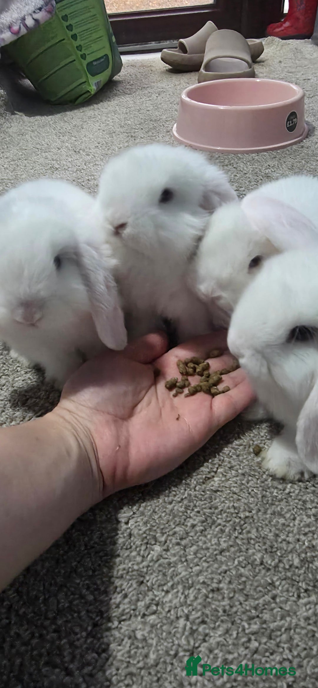 Mini Lop rabbits for sale: Mini Lop Baby Rabbits – Ready for Loving Homes - Advert 2