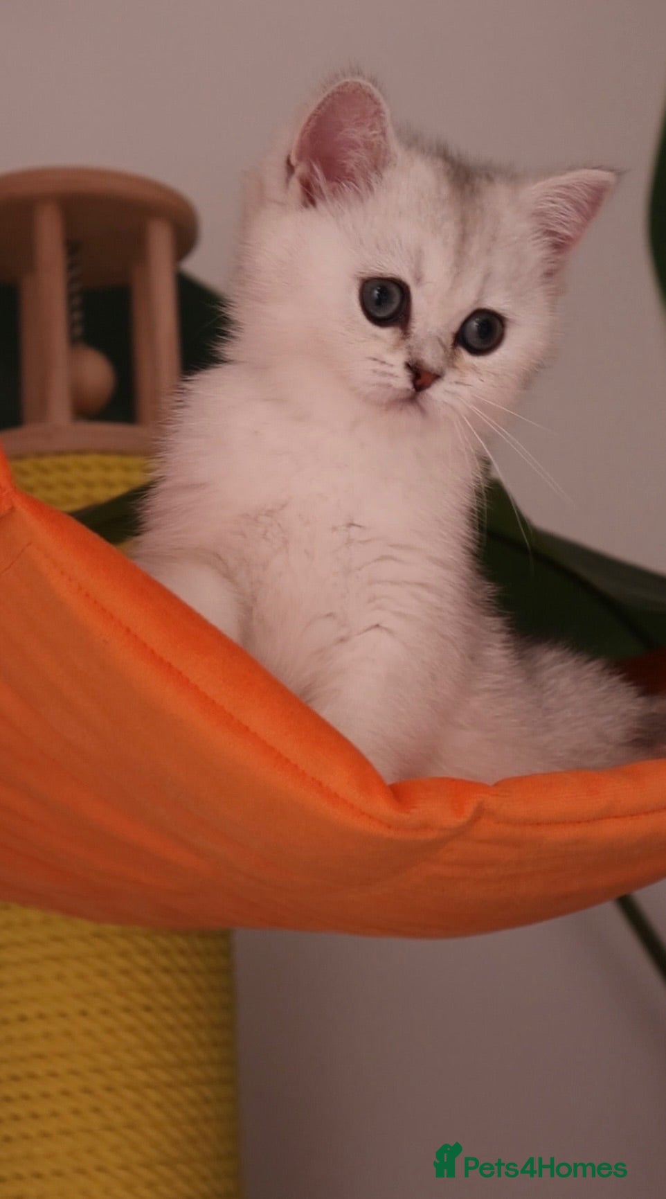 British Shorthair cats ✨ Ready now Golden and Silver British Shorthair ❗️ - Advert 1