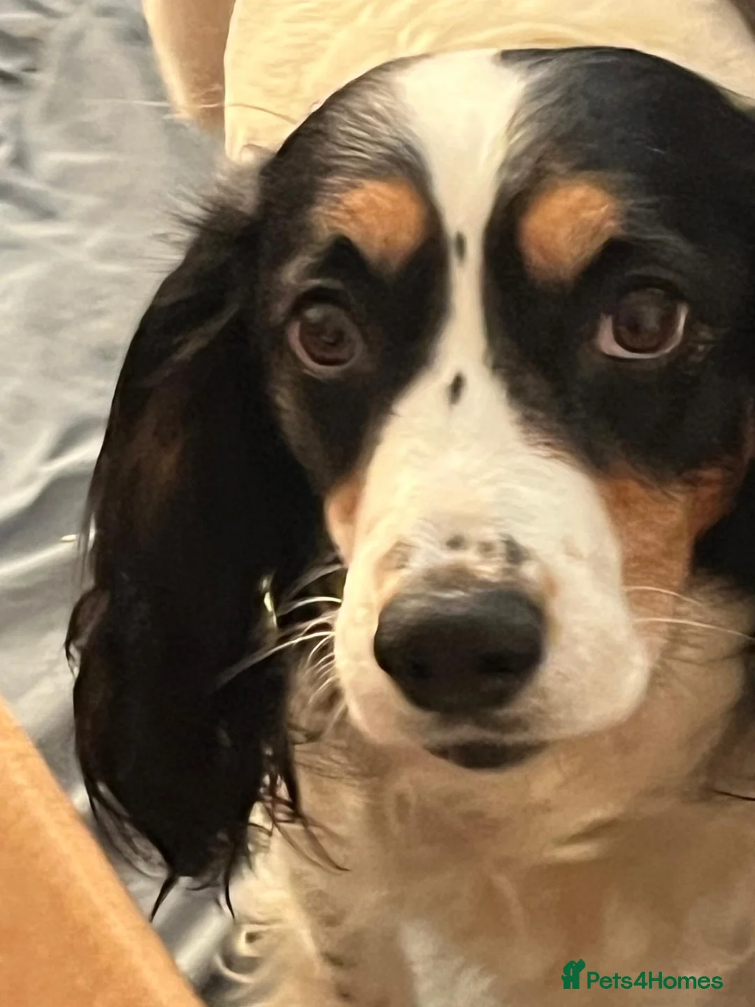 English Springer Spaniel dogs for sale: Working Springer Spaniel Puppies. - Advert 1