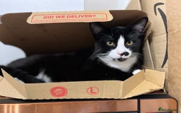 Domestic Shorthair cats for sale: Mum and two kittens 🩷 - Image 9