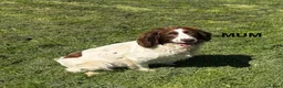 English Springer Spaniel dogs for sale: Cheeky Springer Spaniel Pups  in Wrexham - Advert 12