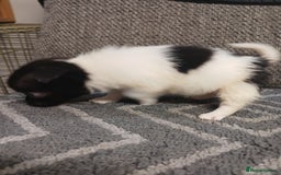 Mixed Breed dogs for sale: Pomeranian cross puppies ready now - Image 31