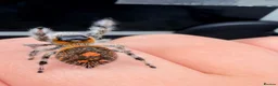 Spiders invertebrates for sale: Phidippus Regius-Soroa Wholesale x5 - Advert 2