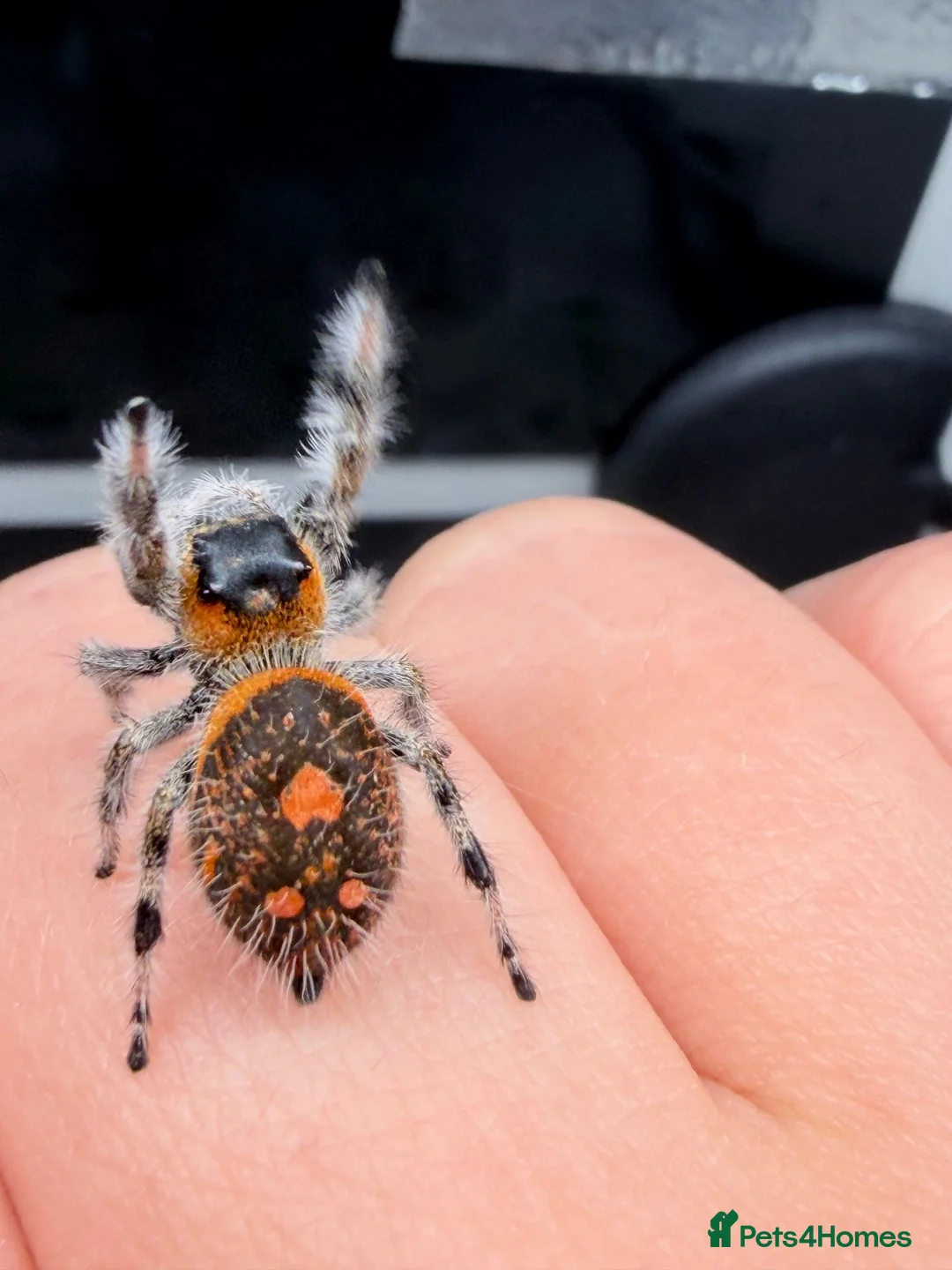 Spiders invertebrates for sale: Phidippus Regius-Soroa Wholesale x5 - Advert 2