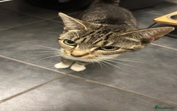 Mixed Breed cats for sale: Female Cat For Sale - Image 5