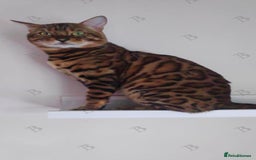 Bengal cats for stud: For Sale Amazing Stud Bengal Male TICA reg litters in Durham - Image 15