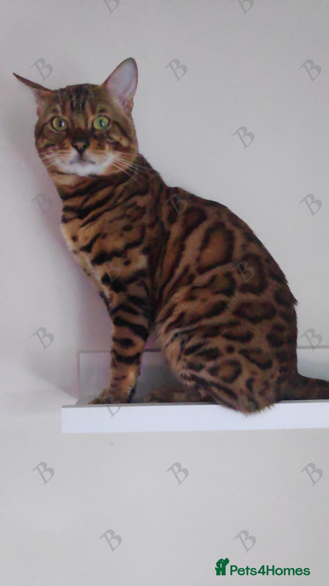 Bengal cats for stud: For Sale Amazing Stud Bengal Male TICA reg litters in Durham - Image 15