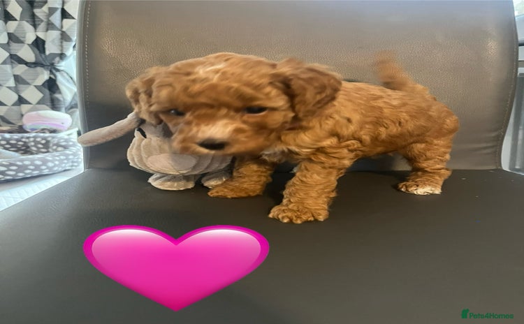 Poochon dogs - Advert 2